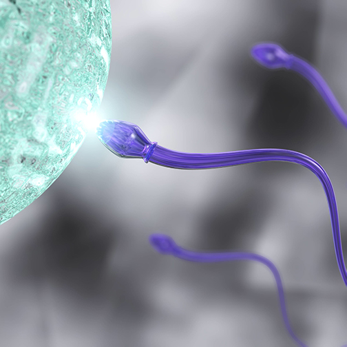 Problème de Fertilité